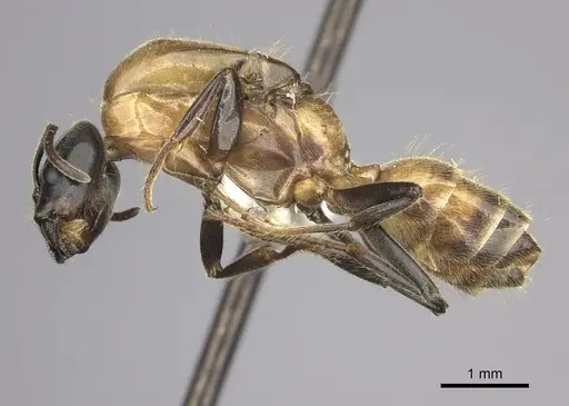 Azteca muelleri specimen