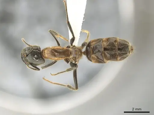 Azteca muelleri - CASENT0624629