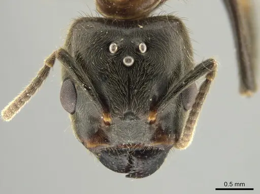 Azteca muelleri - CASENT0624629