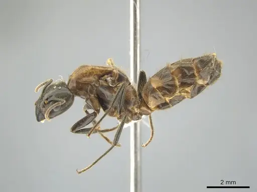 Azteca muelleri - CASENT0624629