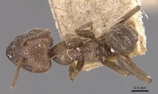 Azteca muelleri - CASENT0905077