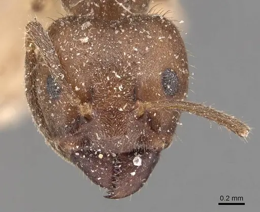 Azteca muelleri - CASENT0905077