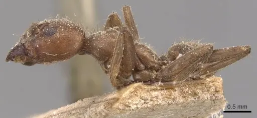 Azteca muelleri - CASENT0905077