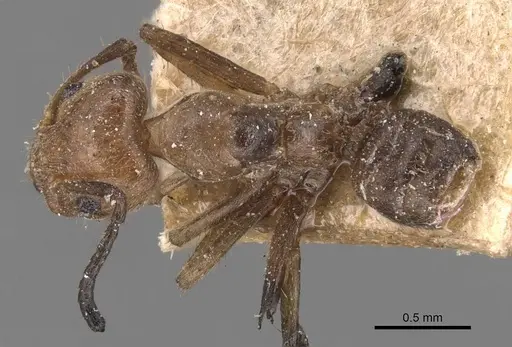 Azteca muelleri - CASENT0905078