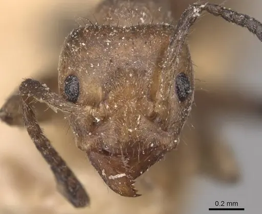 Azteca muelleri - CASENT0905078