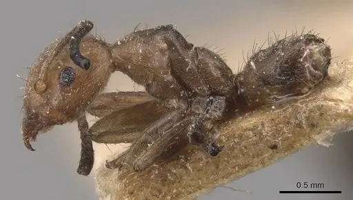 Azteca muelleri - CASENT0905078