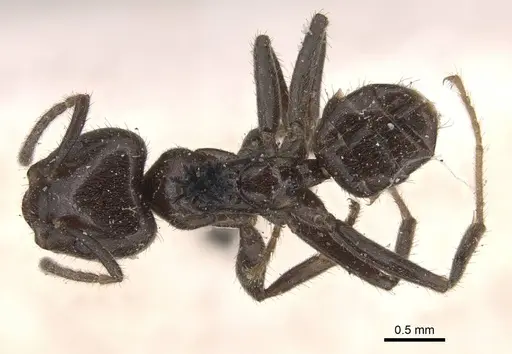 Azteca muelleri - CASENT0905079