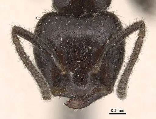 Azteca muelleri - CASENT0905079