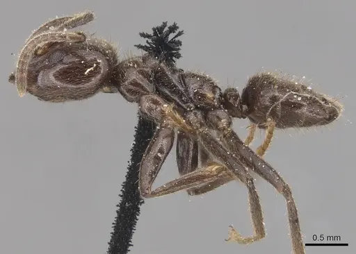 Azteca muelleri - CASENT0905079