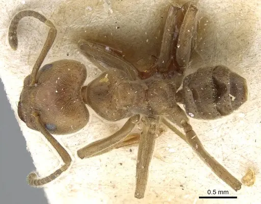 Azteca muelleri - CASENT0905110