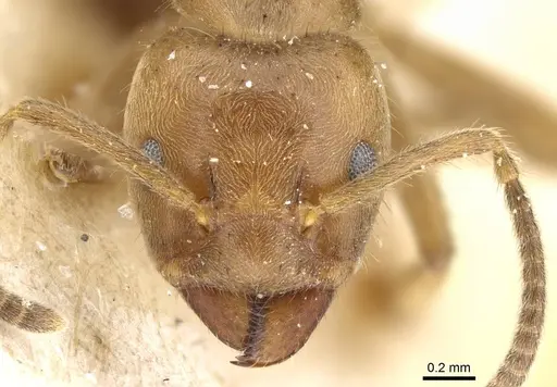 Azteca muelleri - CASENT0905110