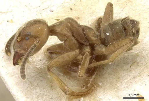 Azteca muelleri - CASENT0905110