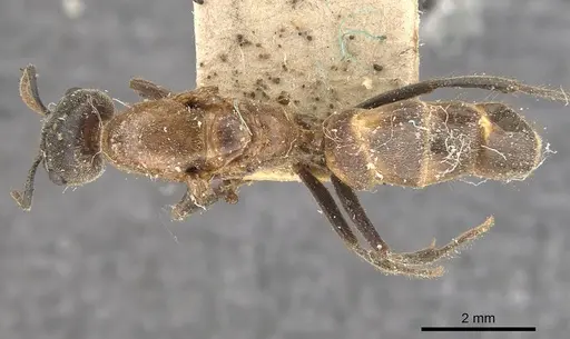 Azteca muelleri - CASENT0909654