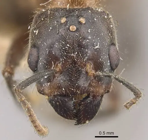 Azteca muelleri - CASENT0909654