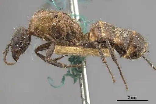 Azteca muelleri - CASENT0909654