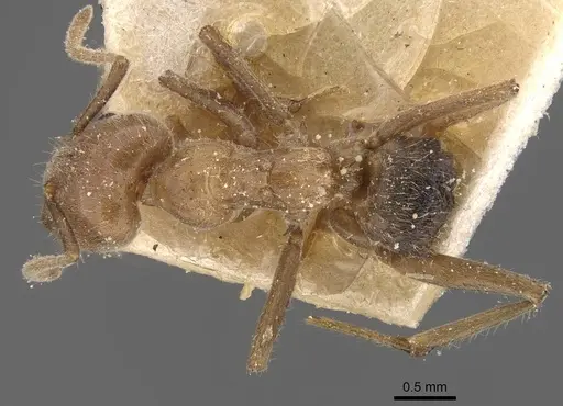 Azteca muelleri - CASENT0909655