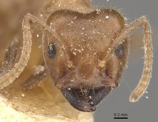 Azteca muelleri - CASENT0909655