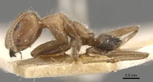 Azteca muelleri - CASENT0909655