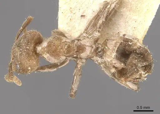 Azteca muelleri - CASENT0909656