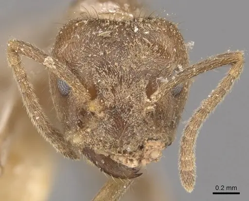 Azteca muelleri - CASENT0909656