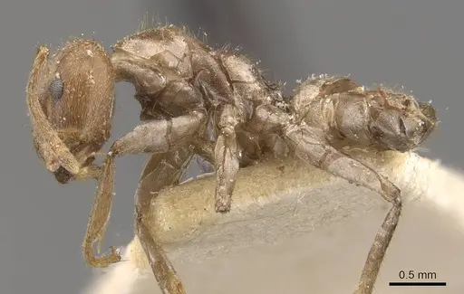 Azteca muelleri - CASENT0909656