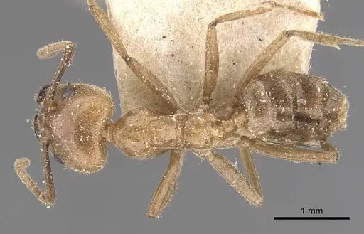 Azteca muelleri - CASENT0909657