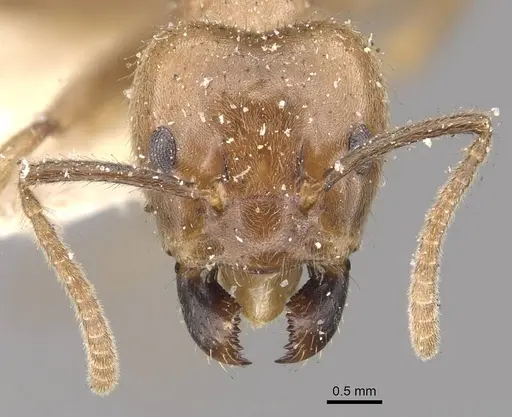 Azteca muelleri - CASENT0909657