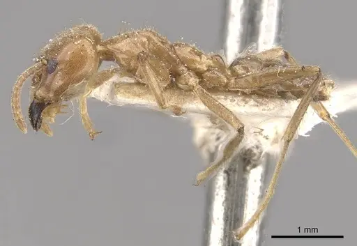 Azteca muelleri - CASENT0909657