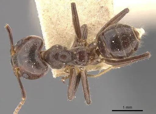 Azteca muelleri - CASENT0909658