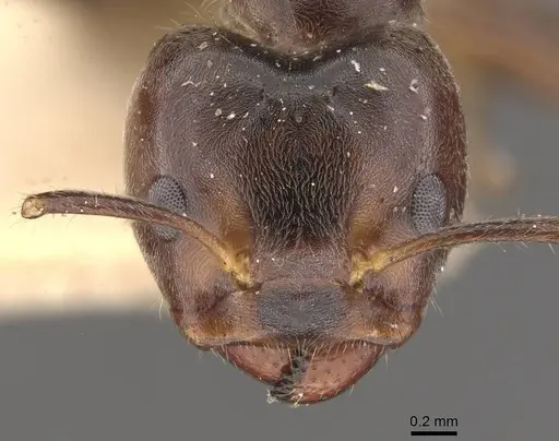 Azteca muelleri - CASENT0909658