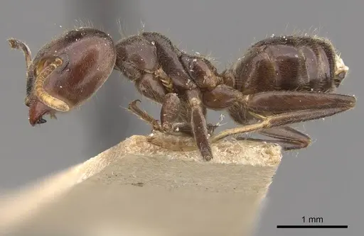 Azteca muelleri - CASENT0909658