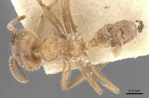 Azteca muelleri - CASENT0909698