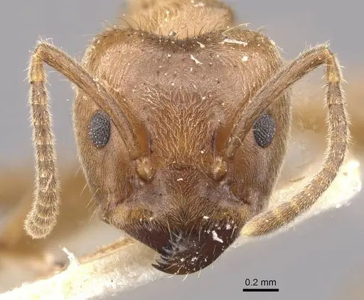 Azteca muelleri - CASENT0909698