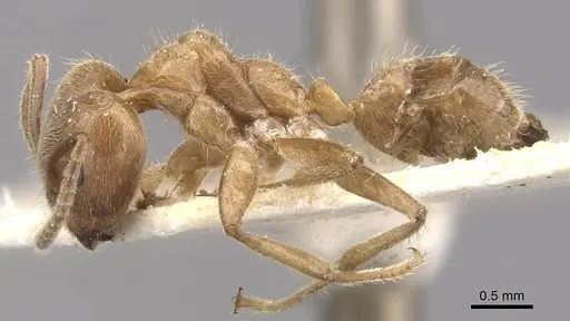 Azteca muelleri - CASENT0909698