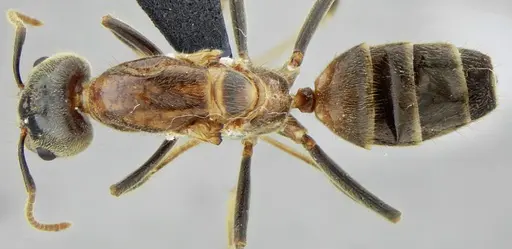 Azteca muelleri - UFV-LABECOL-005955