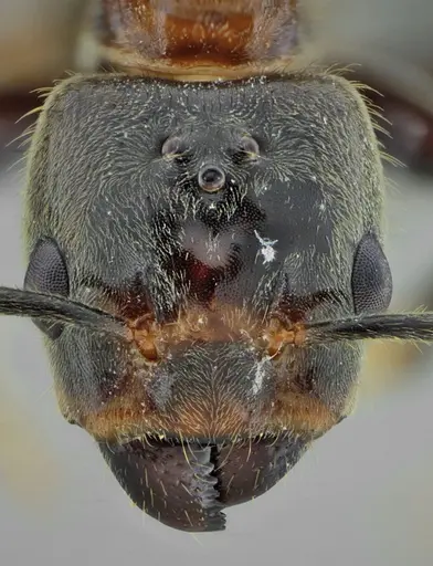 Azteca muelleri - UFV-LABECOL-005955