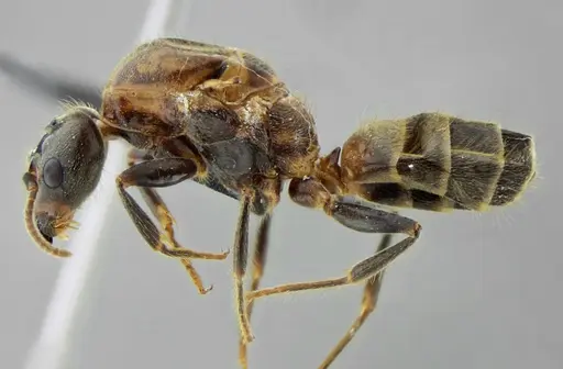 Azteca muelleri - UFV-LABECOL-005955