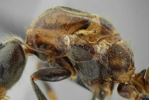 Azteca muelleri - UFV-LABECOL-005955