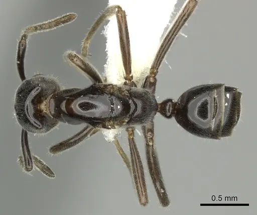 Azteca nanogyna specimen