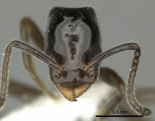 Azteca nanogyna specimen