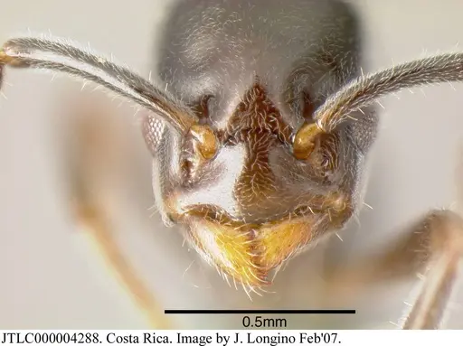 Azteca nanogyna specimen