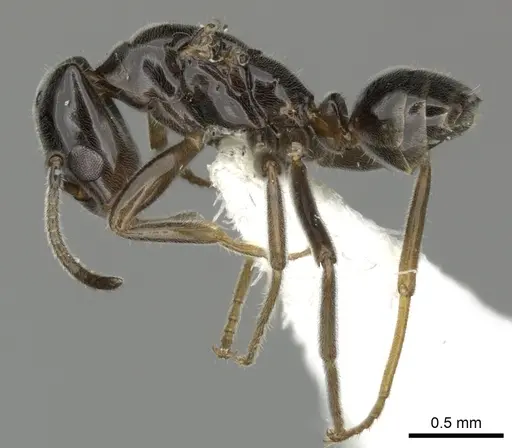 Azteca nanogyna - JTLC000004288