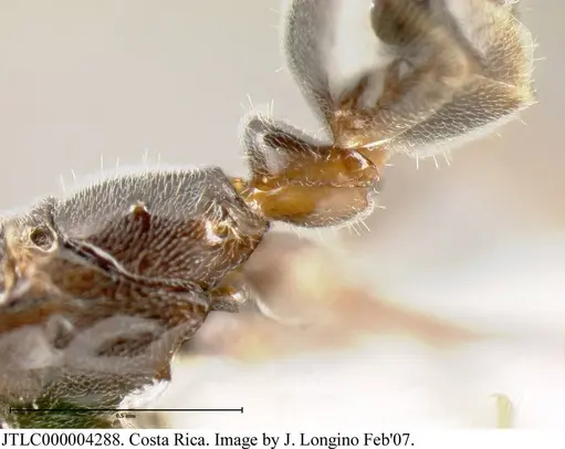 Azteca nanogyna - JTLC000004288