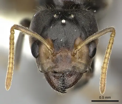 Azteca nigra specimen