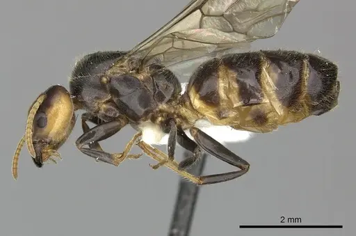 Azteca nigra specimen