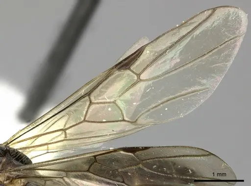 Azteca nigra - CASENT0249597