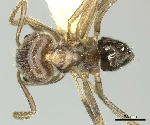 Azteca nigra - CASENT0619161