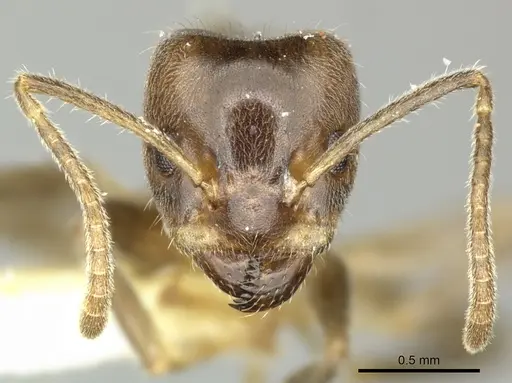 Azteca nigra - CASENT0619161