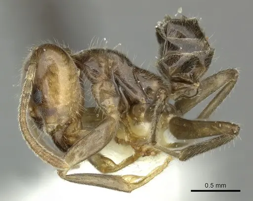 Azteca nigra - CASENT0619161