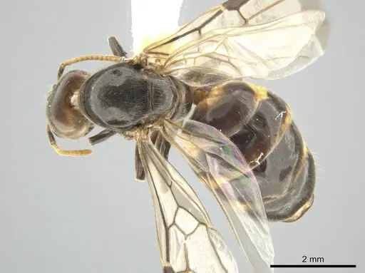 Azteca nigra - CASENT0628892